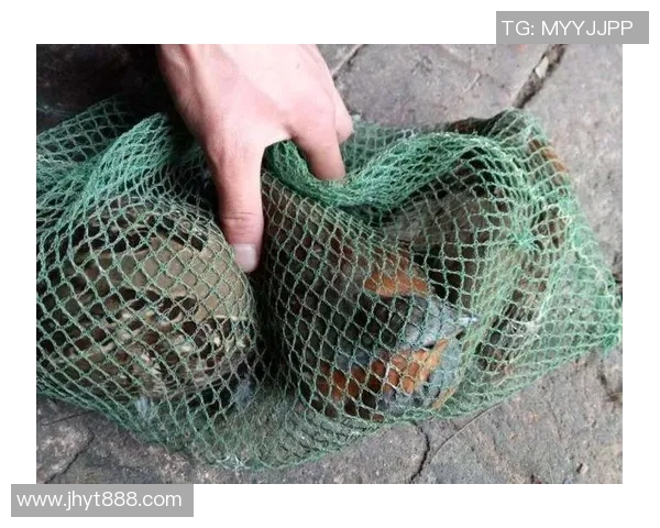 足球钓鱼的奇妙结合探讨如何在绿茵场上享受钓鱼的乐趣与激情